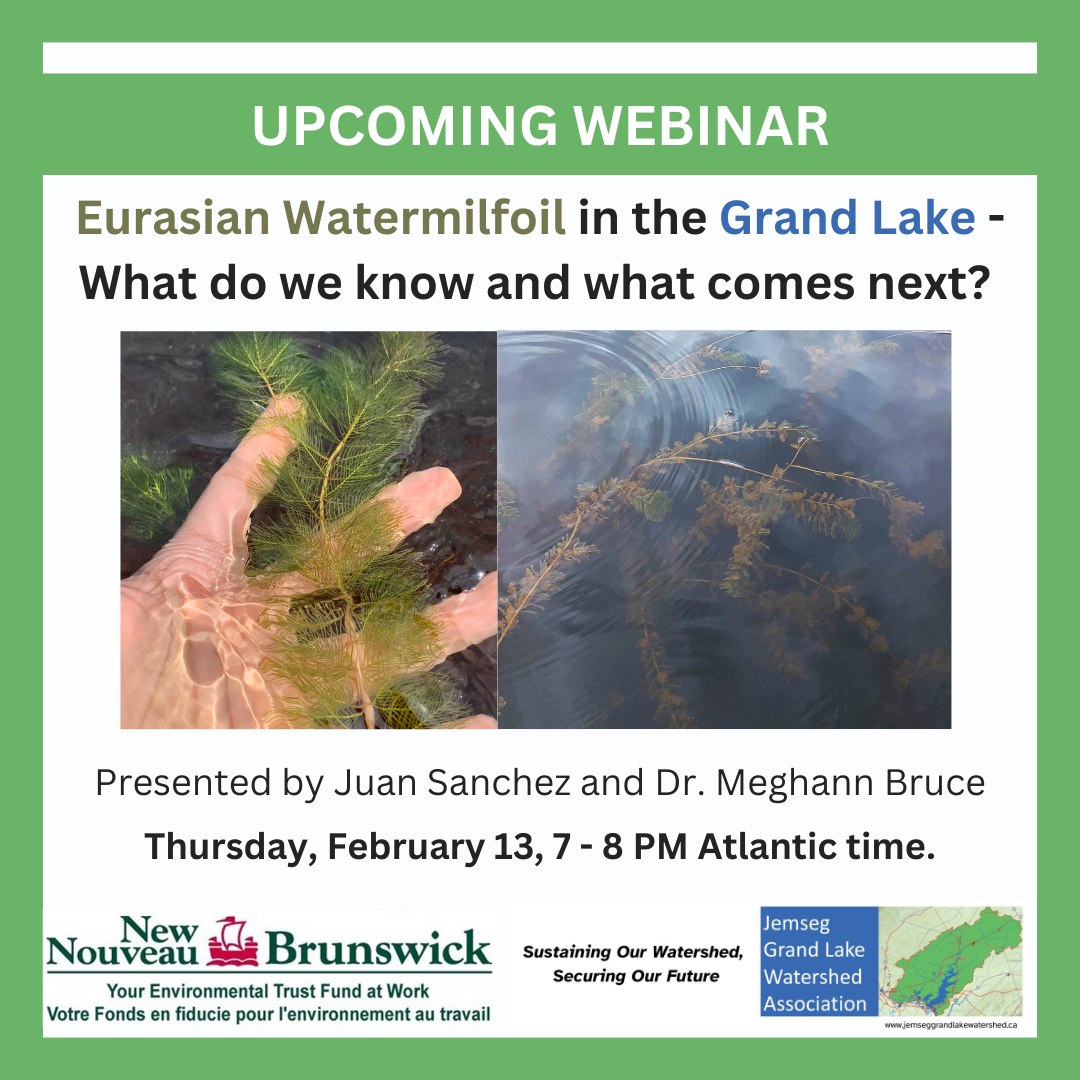 Eurasian Watermilfoil in the Grand Lake